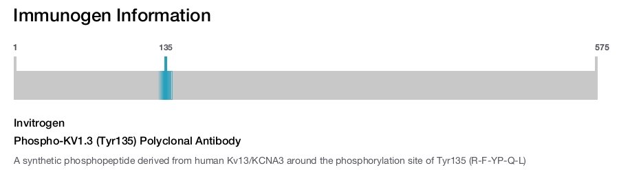 Phospho-KV1.3 (Tyr135) Polyclonal Antibody