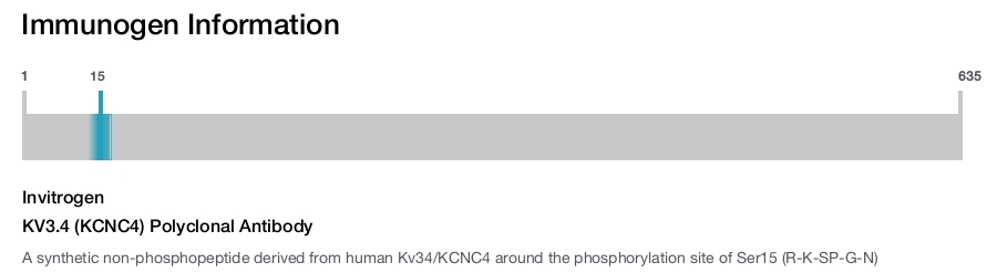 KV3.4 (KCNC4) Polyclonal Antibody