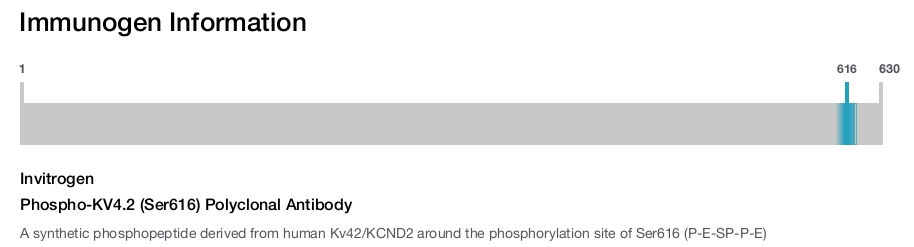 Phospho-KV4.2 (Ser616) Polyclonal Antibody