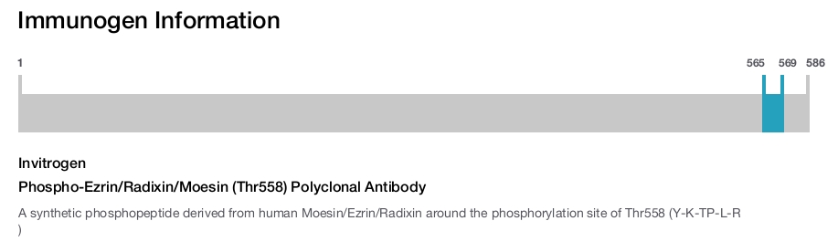 Phospho-Ezrin/Radixin/Moesin (Thr558) Polyclonal Antibody