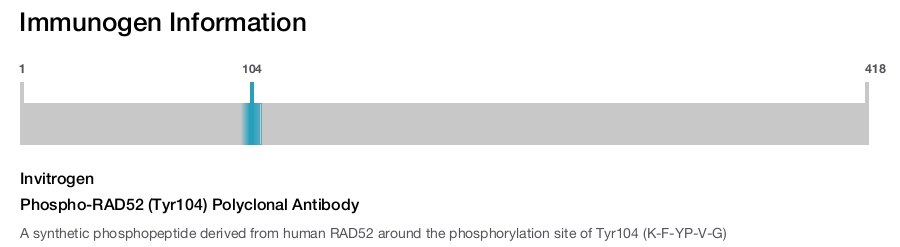 Phospho-RAD52 (Tyr104) Polyclonal Antibody