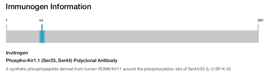 Phospho-Kir1.1 (Ser25, Ser44) Polyclonal Antibody