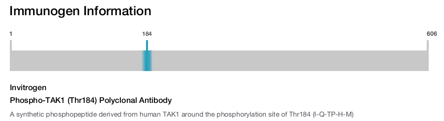 Phospho-TAK1 (Thr184) Polyclonal Antibody
