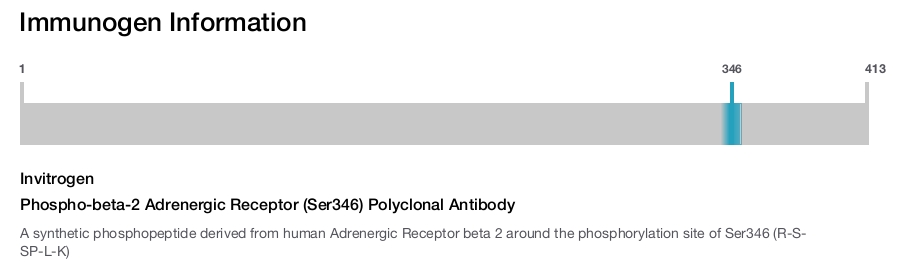 Phospho-beta-2 Adrenergic Receptor (Ser346) Polyclonal Antibody
