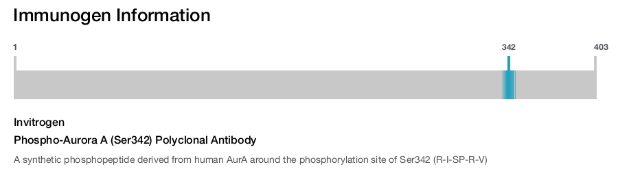 Phospho-Aurora A (Ser342) Polyclonal Antibody