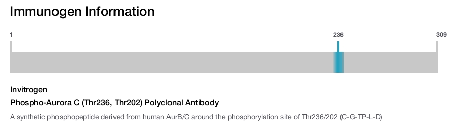 Phospho-Aurora C (Thr236, Thr202) Polyclonal Antibody