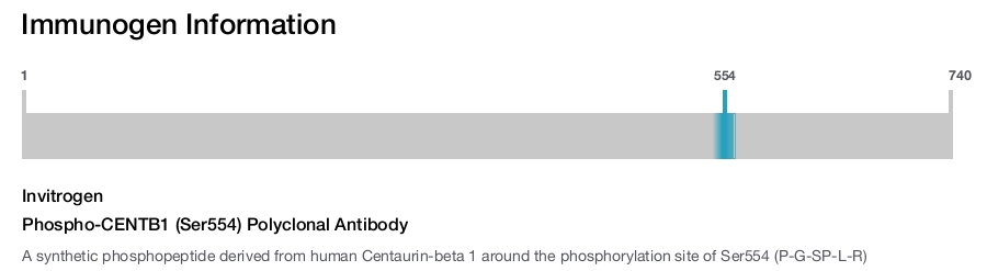 Phospho-CENTB1 (Ser554) Polyclonal Antibody