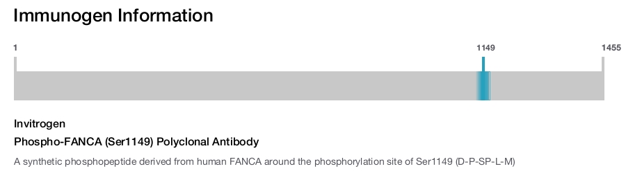 Phospho-FANCA (Ser1149) Polyclonal Antibody