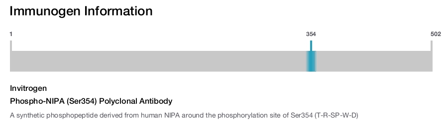 Phospho-NIPA (Ser354) Polyclonal Antibody