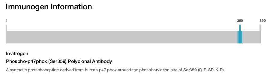 Phospho-p47phox (Ser359) Polyclonal Antibody