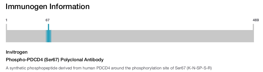 Phospho-PDCD4 (Ser67) Polyclonal Antibody