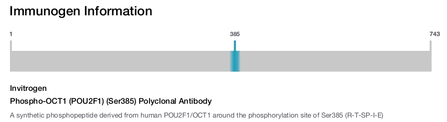 Phospho-OCT1 (POU2F1) (Ser385) Polyclonal Antibody