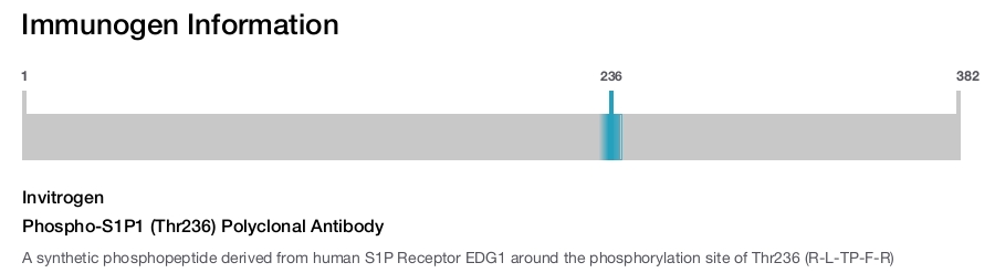 Phospho-S1P1 (Thr236) Polyclonal Antibody