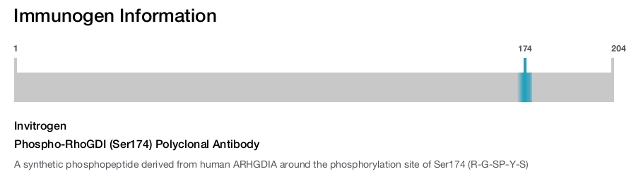 Phospho-RhoGDI (Ser174) Polyclonal Antibody