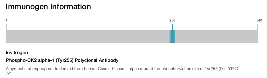 Phospho-CK2 alpha-1 (Tyr255) Polyclonal Antibody