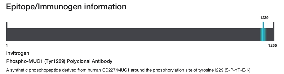Phospho-MUC1 (Tyr1229) Polyclonal Antibody