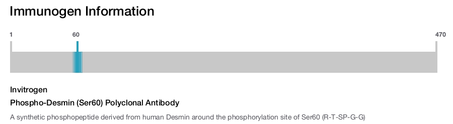 Phospho-Desmin (Ser60) Polyclonal Antibody