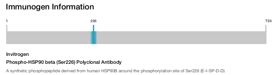 Phospho-HSP90 beta (Ser226) Polyclonal Antibody