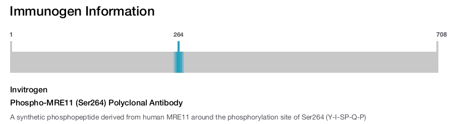 Phospho-MRE11 (Ser264) Polyclonal Antibody