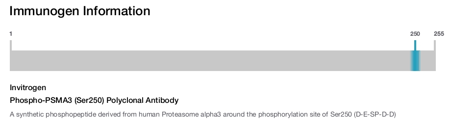 Phospho-PSMA3 (Ser250) Polyclonal Antibody