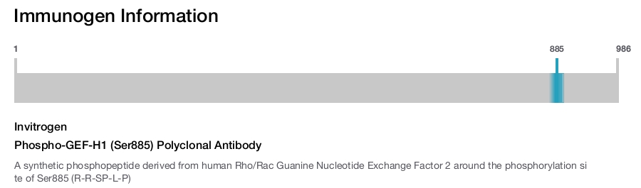 Phospho-GEF-H1 (Ser885) Polyclonal Antibody