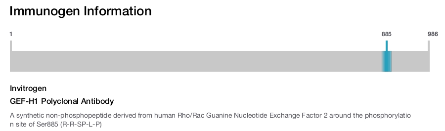 GEF-H1 Polyclonal Antibody