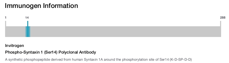 Phospho-Syntaxin 1 (Ser14) Polyclonal Antibody