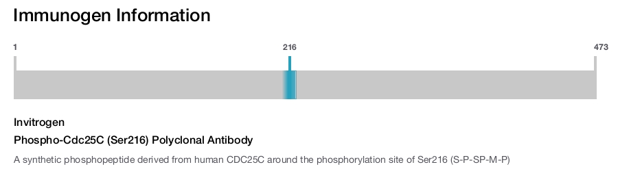 Phospho-Cdc25C (Ser216) Polyclonal Antibody