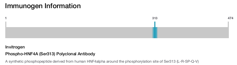Phospho-HNF4A (Ser313) Polyclonal Antibody