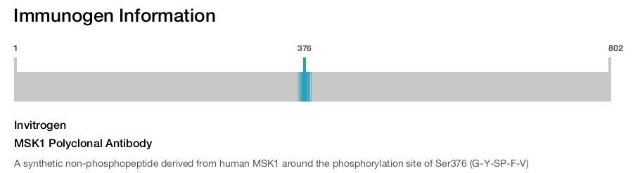 MSK1 Polyclonal Antibody