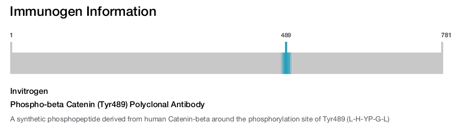 Phospho-beta Catenin (Tyr489) Polyclonal Antibody