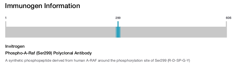 Phospho-A-Raf (Ser299) Polyclonal Antibody