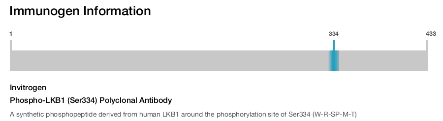 Phospho-LKB1 (Ser334) Polyclonal Antibody