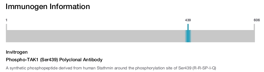 Phospho-TAK1 (Ser439) Polyclonal Antibody