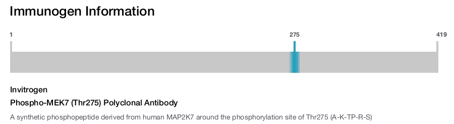 Phospho-MEK7 (Thr275) Polyclonal Antibody