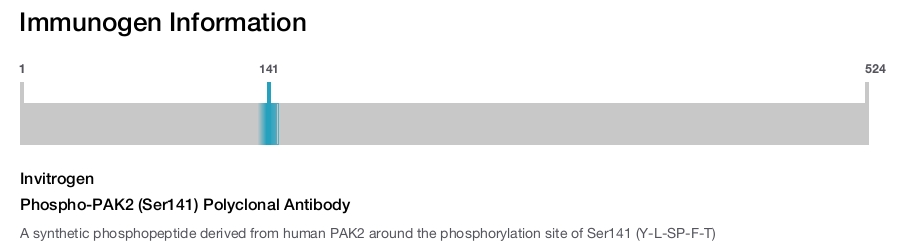 Phospho-PAK2 (Ser141) Polyclonal Antibody