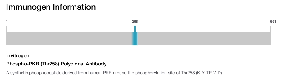 Phospho-PKR (Thr258) Polyclonal Antibody