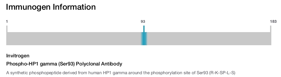 Phospho-HP1 gamma (Ser93) Polyclonal Antibody
