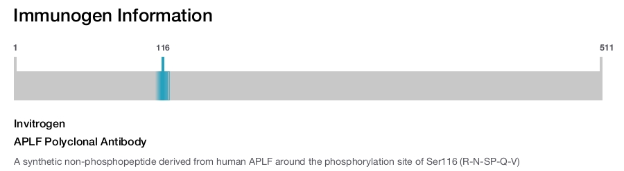 APLF Polyclonal Antibody