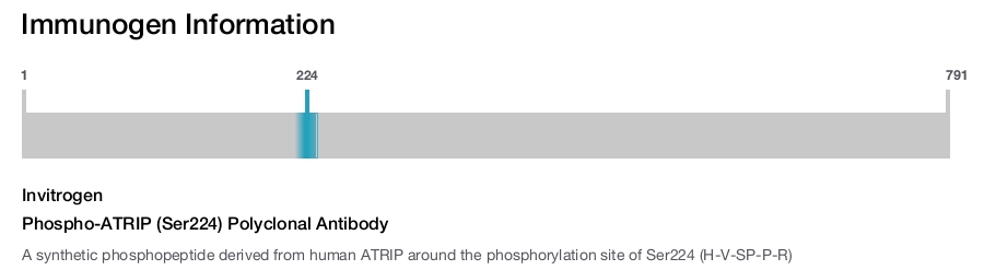 Phospho-ATRIP (Ser224) Polyclonal Antibody