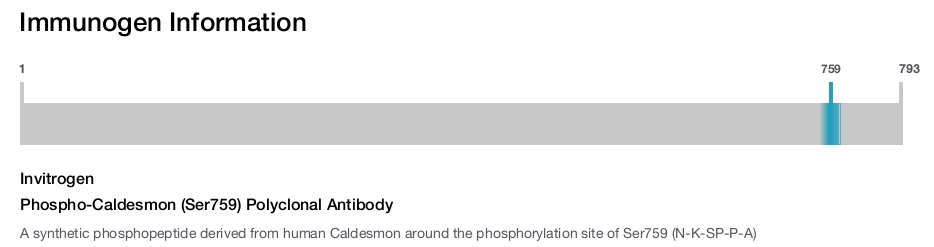 Phospho-Caldesmon (Ser759) Polyclonal Antibody