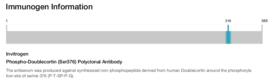 Phospho-Doublecortin (Ser376) Polyclonal Antibody