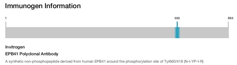 EPB41 Polyclonal Antibody