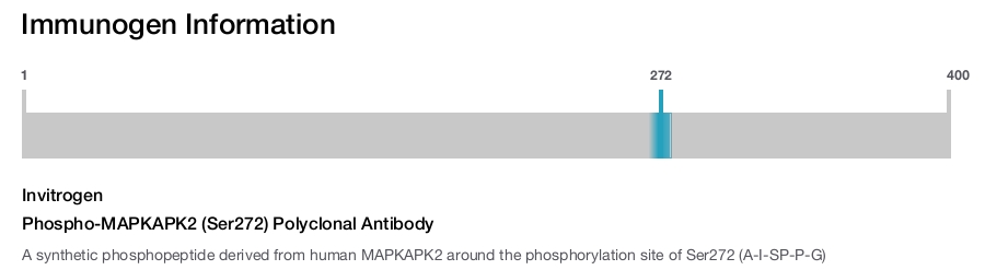 Phospho-MAPKAPK2 (Ser272) Polyclonal Antibody