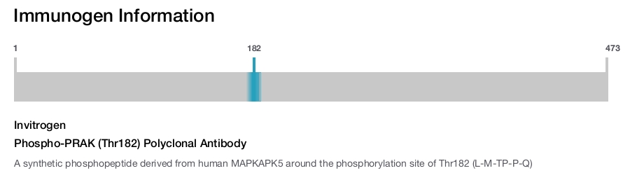Phospho-PRAK (Thr182) Polyclonal Antibody