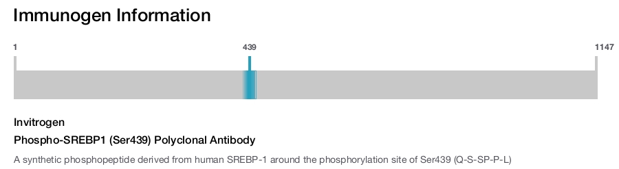 Phospho-SREBP1 (Ser439) Polyclonal Antibody