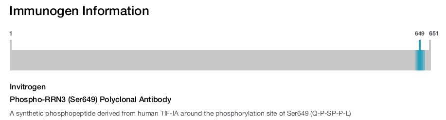 Phospho-RRN3 (Ser649) Polyclonal Antibody