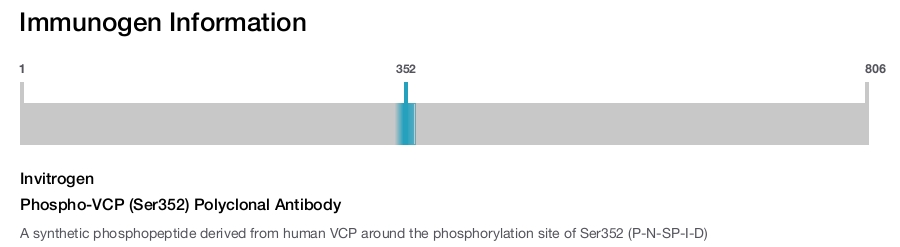 Phospho-VCP (Ser352) Polyclonal Antibody