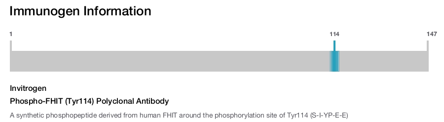 Phospho-FHIT (Tyr114) Polyclonal Antibody