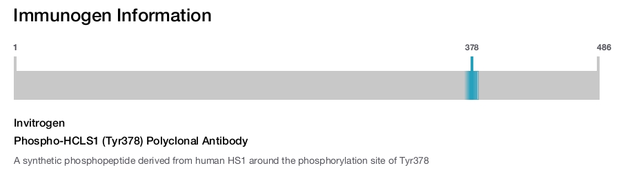 Phospho-HCLS1 (Tyr378) Polyclonal Antibody